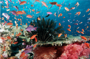 aquarium verhuur duiken