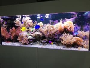 Aquarium huren - veelgestelde vragen